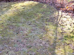 Leaf Removal by James Neely for Anita S. in Rock Hill, SC