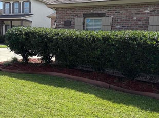 Bush Trimming by Jerry Wells for Beverly C. in Zachary, LA