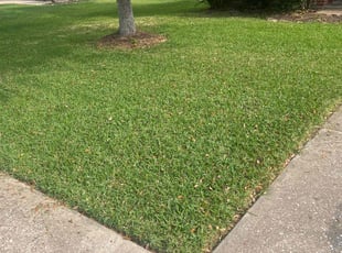 Mohammed M.'s Yard Cutting service result