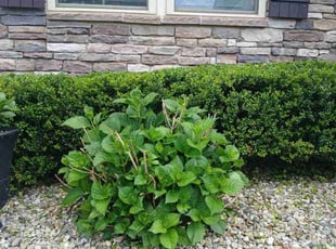 Bush Trimming by Icaro Dos Santos for Xavier J. in Frederick, MD