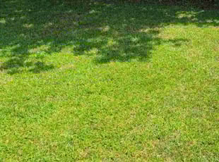 Todd L.'s Grass Cutting service result
