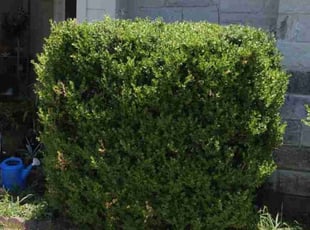 Bush Trimming by Jeremy Krahn for Veronica S. in Del Valle, TX