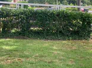 Bush Trimming by Robert Faison for Chandra W. in District Heights, MD