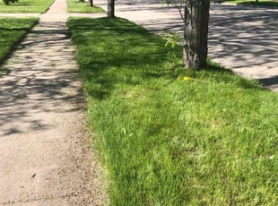 Tim D.'s Lawn Mowing Service service result