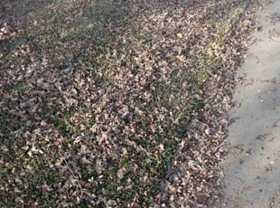 Leaf Removal by Roberto Ibarra for Abbie F. in Euless, TX