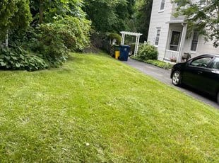 Henrique S.'s Lawn Mowing service result