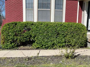 Bush Trimming by Harold Mabin Jr for Tiffany J. in Kansas City, MO