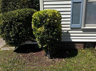 Bush Trimming by Derek Walker for Shirley M. in Virginia Beach, VA