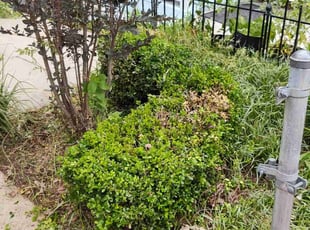 Bush Trimming by Allan Roberts for Christina T. in Washington, DC
