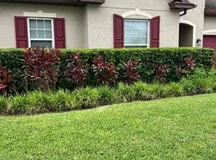 Bush Trimming by M&C Lawn Pro Services, LLC for Seth W. in Ocoee, FL