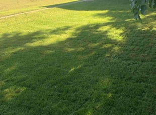 Bonnie D.'s Lawn Service service result