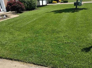 Leon S.'s Lawn Mowing service result