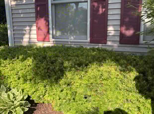Bush Trimming by Michael Scott for Tamika J. in Aurora, IL