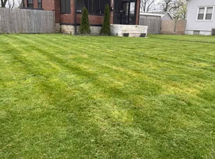 Ali B.'s Lawn Mowing service result