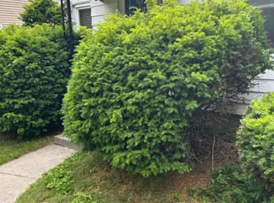 Bush Trimming by Troy Wheatley for Pam C. in Toledo, OH
