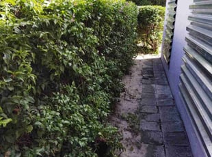 Bush Trimming by Isaac Laupola for Jean L. in Deltona, FL