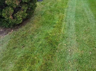Steven W.'s Grass Cutting service result