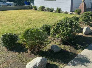 Bush Trimming by Edward Walsh for Aaron H. in Fontana, CA