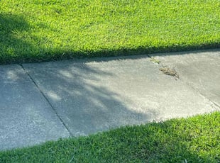 Susie K.'s Lawn Care service result