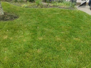 Camille A.'s Lawn Service service result