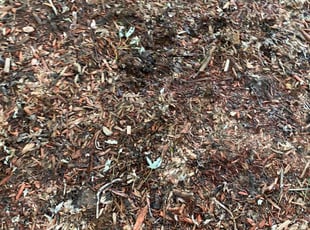 Leaf Removal by Anthony Brooks for James C. in Colorado Springs, CO