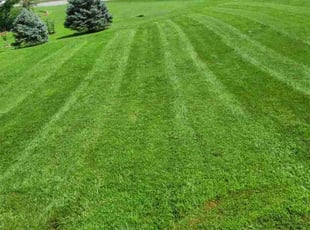 Kaye W.'s Yard Cutting service result