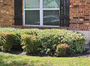 Bush Trimming by Bryant Infante for Darryl A. in Round Rock, TX