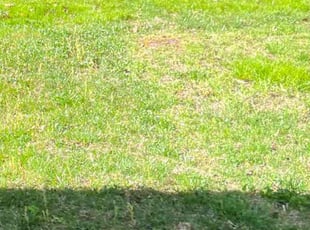 Weeding by Alesandre Duarte for Emmett W. in Sterling, VA