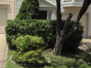 Bush Trimming by Rosemary Valle for Kim R. in Centreville, VA