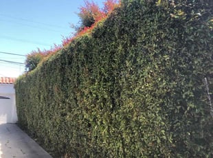 Bush Trimming by Ross Johnson for Lee S. in Los Angeles, CA