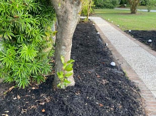Mulching by Tyrone Mack for Leo S. in Mount Pleasant, SC