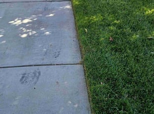 Anthony P.'s Lawn Care service result