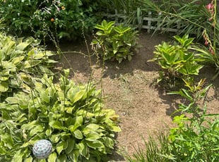 Weeding by William Akins for Anthony C. in Grayson, GA