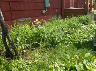 Weeding by Dale Walker for Susan T. in Colorado Springs, CO