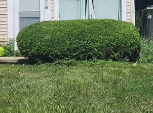 Bush Trimming by Ronnie Anderson for Dominick O. in West Allis, WI
