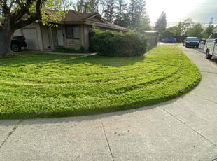 Terrence J.'s Lawn Mowing service result