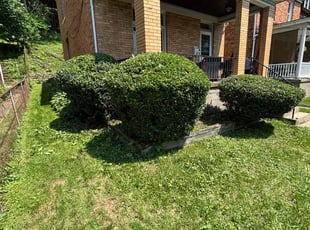 Bush Trimming by David Rasulov for Juana H. in Pittsburgh, PA
