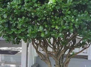 Bush Trimming by Brandon Haney for Thomas o. in Norfolk, VA