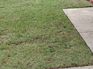 Susan T.'s Lawn Care service result