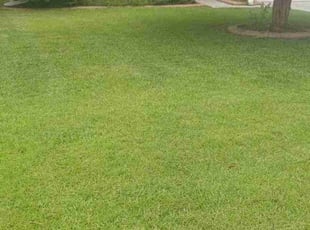Susan H.'s Lawn Mowing service result