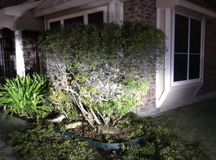 Bush Trimming by Ana Landeros for Sherita C. in Mansfield, TX