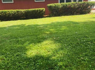 Bush Trimming by Howard Breunig for Zakiyyah S. in Madison, WI