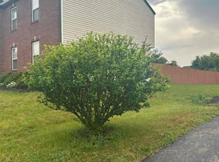 Bush Trimming by Brandyn Seymour for Bailey P. in Groveport, OH