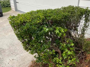 Bush Trimming by Zemery Woodruff for Taylor B. in Kennesaw, GA