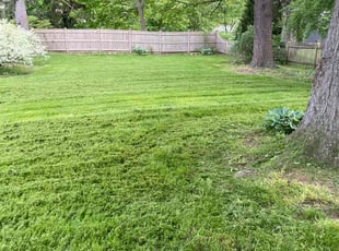 Nathan F.'s Lawn Mowing service result