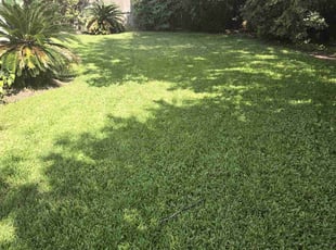 Adam V.'s Lawn Service service result