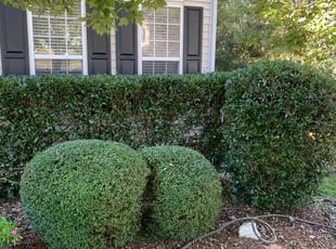 Bush Trimming by Caleb Beckstein for Viola R. in Pineville, NC
