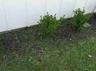 Weeding by Gralin Johnson for Yasmin A. in Fort Worth, TX