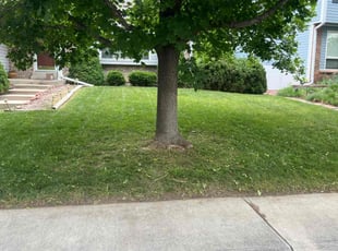 Stevie G.'s Lawn Care service result
