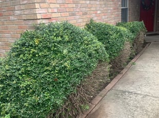 Bush Trimming by Jose Torres for Ross L. in San Antonio, TX